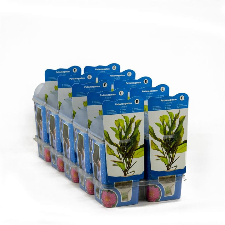 Blizgančioji plūdė (Lot Potamogeton lucens)  PLASTIC POT