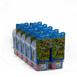 Plūdė plūduriuojančioji (Lot Potamogeton natans)  PLASTIC POT