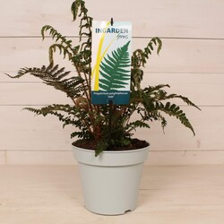 Papartis (Lot Polystichum polyblepharum) 'Jade' C2/P17 | KITI | DAUGIAMETĖS GĖLĖS