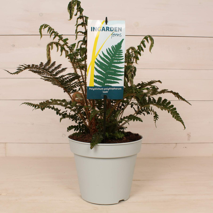 Papartis (Lot Polystichum polyblepharum) 'Jade' C2/P17 | KITI | DAUGIAMETĖS GĖLĖS