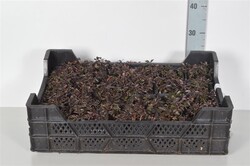 Sidabrakrūmis tridentata (Lot Potentilla tridentata) 'Nuuk' P9 | SIDABRAKRŪMIAI | KRŪMAI