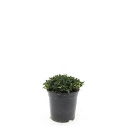 Sidabrakrūmis tridentata (Lot Potentilla tridentata) 'Nuuk' C1,5/P15 | SIDABRAKRŪMIAI | KRŪMAI