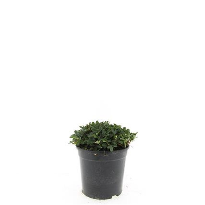 Sidabrakrūmis tridentata (Lot Potentilla tridentata) 'Nuuk' C1,5/P15 | SIDABRAKRŪMIAI | KRŪMAI
