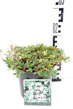Sidabrakrūmis tridentata (Lot Potentilla tridentata) 'Nuuk' C1,5/P15 15-20 CM - nuotrauka 1