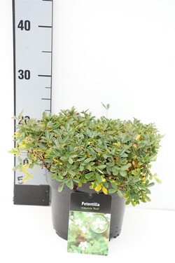 Sidabrakrūmis tridentata (Lot Potentilla tridentata) 'Nuuk' C3/P19 30-35 CM | SIDABRAKRŪMIAI | KRŪMAI