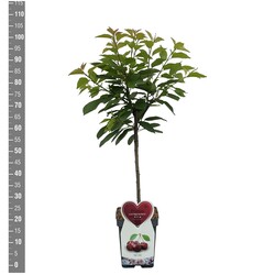 Trešnė (Lot Prunus a.) 'Bigarreau Burlat' C5/P23 BUSH - nuotrauka 2