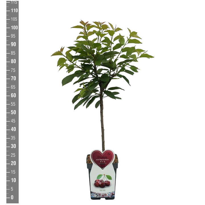 Trešnė (Lot Prunus a.) 'Bigarreau Burlat' C5/P23 BUSH