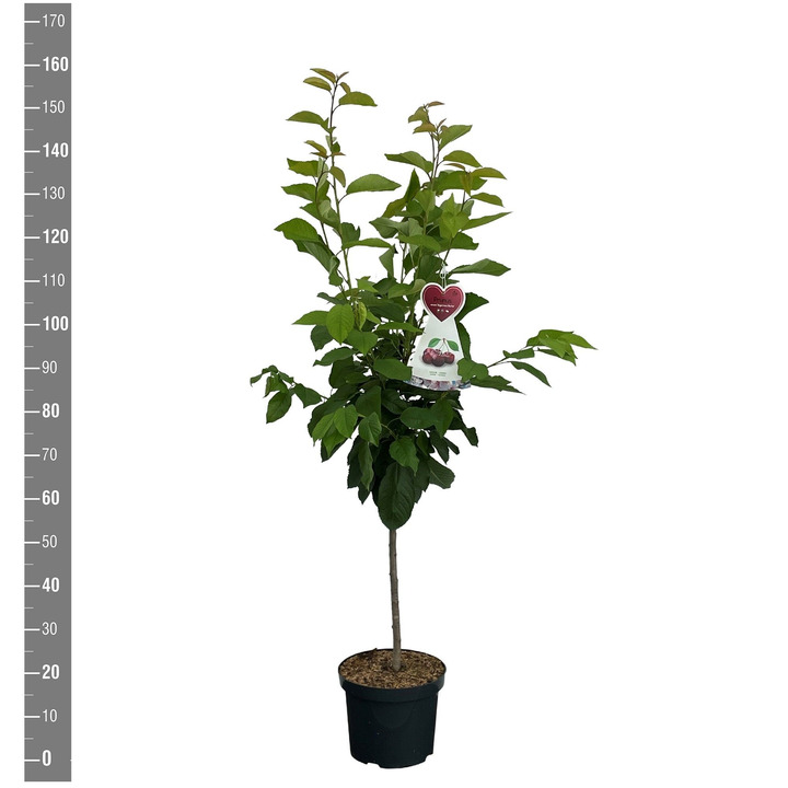 Trešnė (Lot Prunus a.) 'Bigarreau Burlat' C7,5/P26 BUSH