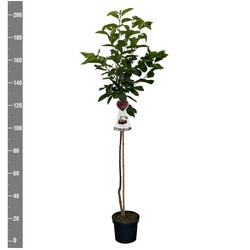 Trešnė (Lot Prunus a.) 'Bigarreau Burlat'  C7,5/P26 STIEBAS 120 CM - nuotrauka 2