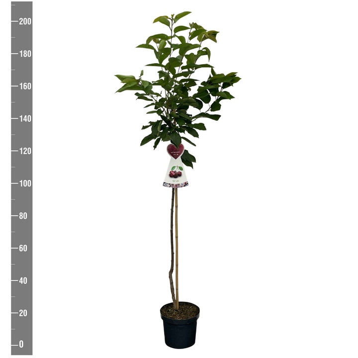 Trešnė (Lot Prunus a.) 'Bigarreau Burlat' C7,5/P26 KOTAS 120 CM | TREŠNĖS | VAISMEDŽIAI - VAISKRŪMIAI