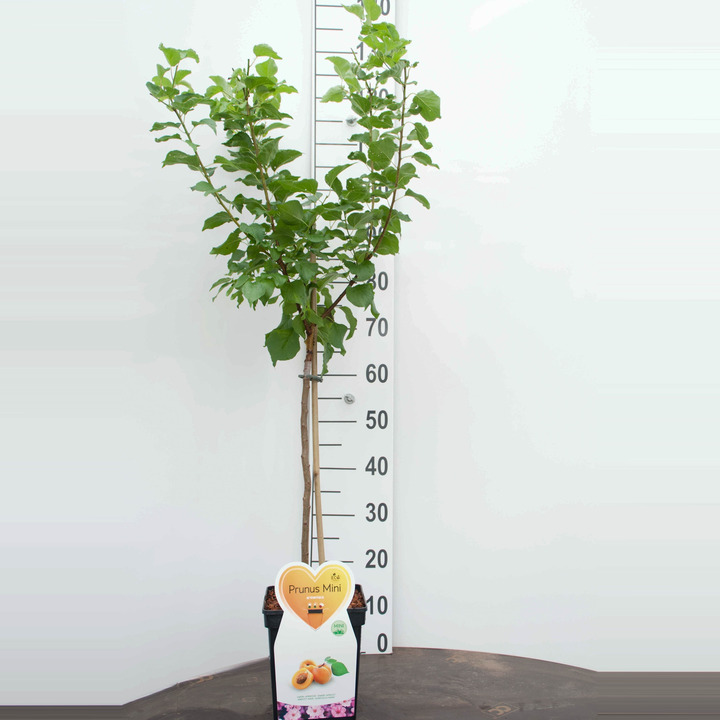 Abrikosas (Lot Prunus arm.) 'Bergeron' C5/P23 BUSH