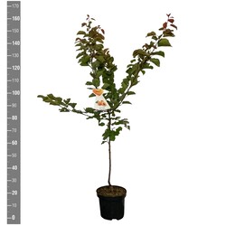 Abrikosas (Lot Prunus arm.) 'Bergeron' C7,5/P26 BUSH - nuotrauka 2