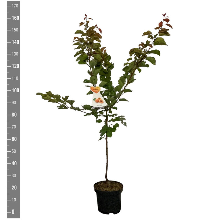 Abrikosas (Lot Prunus arm.) 'Bergeron' C7,5/P26 BUSH