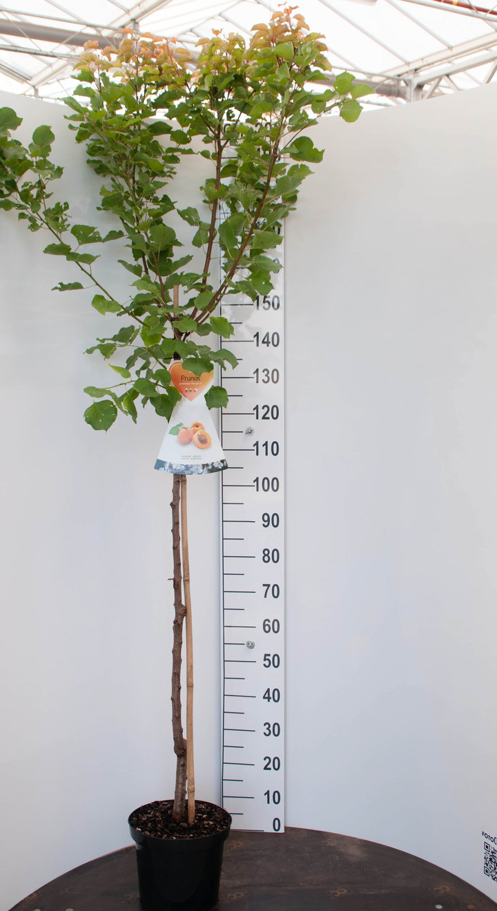 Vyšnia arm. (Lot Prunus arm.) 'Bergeron' C7,5/P26 KOTAS 120 CM | VYŠNIOS DEKORATYVINĖS-SAKUROS | MEDŽIAI