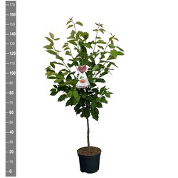 Trešnė (Lot Prunus a.) 'Bigarreau Napoleon' C7,5/P26 BUSH
