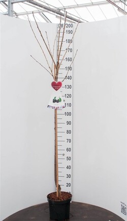 Trešnė (Lot Prunus a.) 'Bigarreau Napoleon'  C7,5/P26 STIEBAS 120 CM - nuotrauka 1