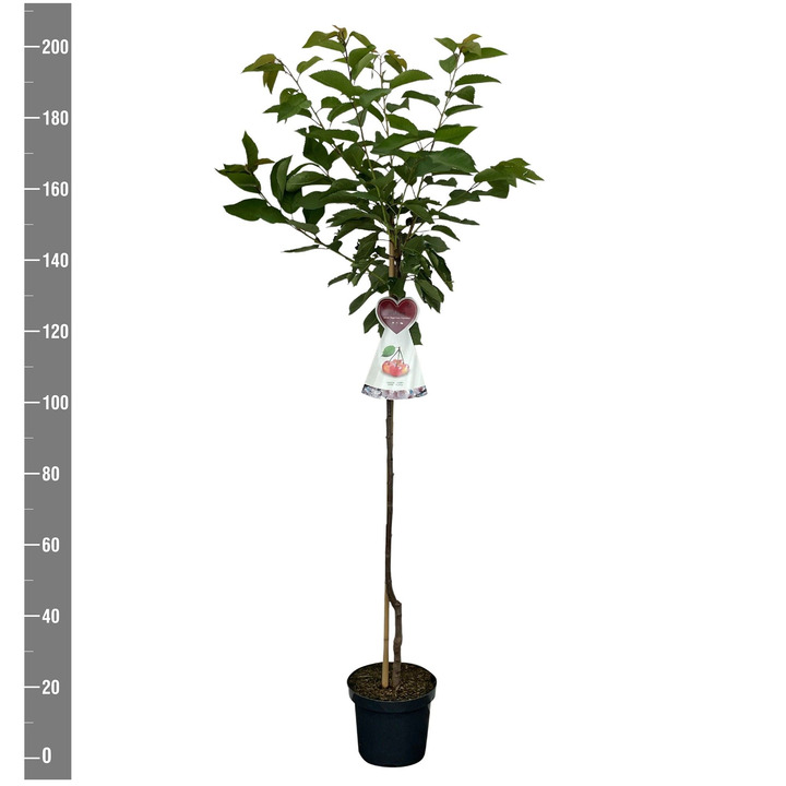 Trešnė (Lot Prunus a.) 'Bigarreau Napoleon' C7,5/P26 KOTAS 120 CM | TREŠNĖS | VAISMEDŽIAI - VAISKRŪMIAI