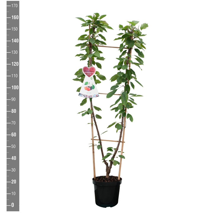 Trešnė (Lot Prunus a.) 'B. Nap. x G Schw. Knorp' C7,5/P26 DUO TREE