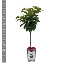 Trešnė (Lot Prunus a.) 'Buttn. Rote Knorpelkir.' C5/P23 BUSH - nuotrauka 2