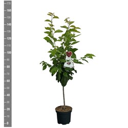 Trešnė (Lot Prunus a.) 'Buttn. Rote Knorpelkir.' C7,5/P26 BUSH
