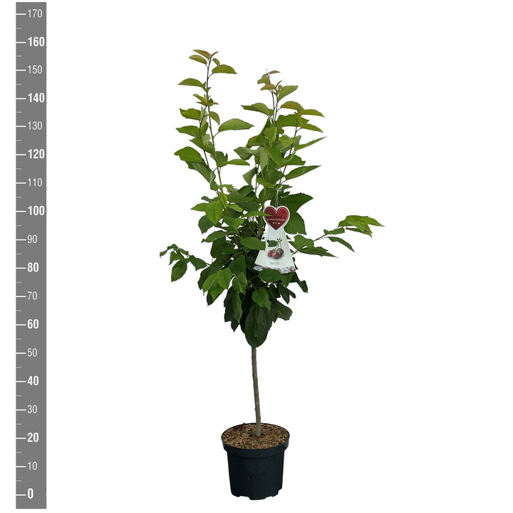 Trešnė (Lot Prunus a.) 'Buttn. Rote Knorpelkir.' C7,5/P26 BUSH