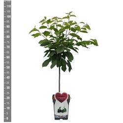 Trešnė (Lot Prunus a.) 'Gr. Schwarze Knorpelk.' C5/P23 BUSH - nuotrauka 2