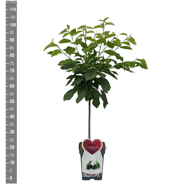 Trešnė (Lot Prunus a.) 'Gr. Schwarze Knorpelk.' C5/P23 BUSH