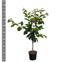 Trešnė (Lot Prunus a.) 'Gr. Schwarze Knorpelk.' C7,5/P26 BUSH