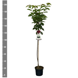 Trešnė (Lot Prunus a.) 'Gr. Schwarze Knorpelk.'  C7,5/P26 STIEBAS 120 CM - nuotrauka 2