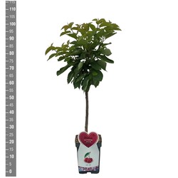 Trešnė (Lot Prunus a.) 'Hedelf. Riesenkirsche' C5/P23 BUSH - nuotrauka 2