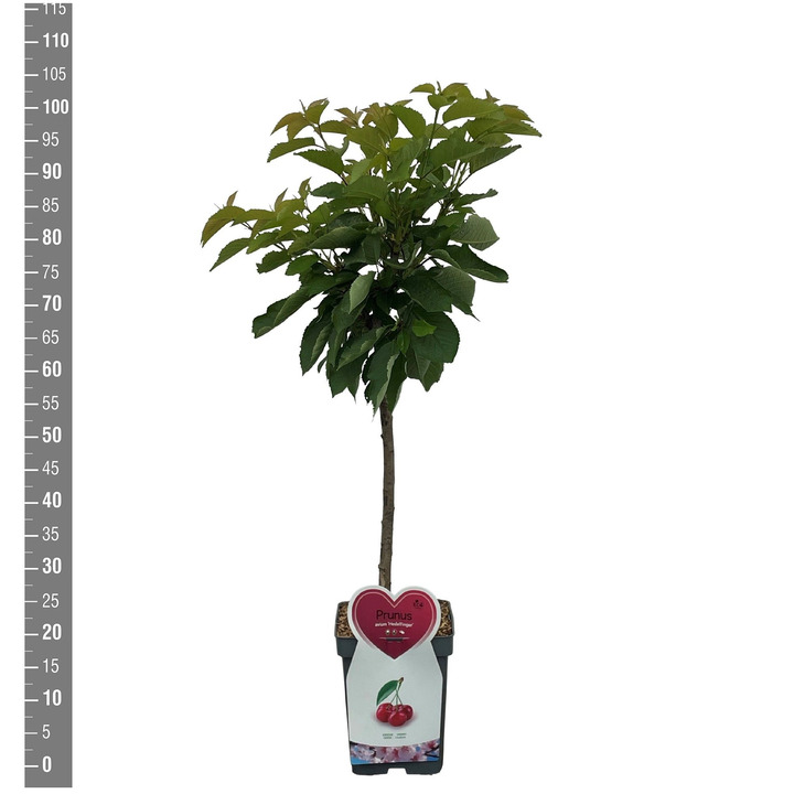 Trešnė (Lot Prunus a.) 'Hedelf. Riesenkirsche' C5/P23 BUSH