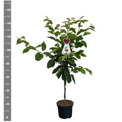 Trešnė (Lot Prunus a.) 'Hedelf. Riesenkirsche' C7,5/P26 BUSH