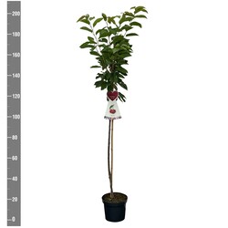 Trešnė (Lot Prunus a.) 'Hedelf. Riesenkirsche'  C7,5/P26 STIEBAS 120 CM - nuotrauka 2