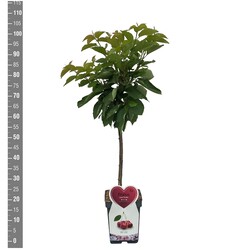 Trešnė (Lot Prunus a.) 'Kordia' C5/P23 BUSH - nuotrauka 2
