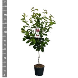 Trešnė (Lot Prunus a.) 'Kordia' C7,5/P26 BUSH