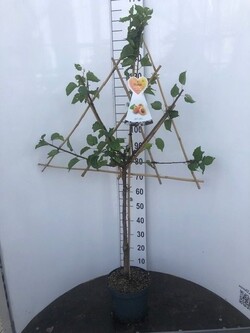 Amerikinė slyva (Lot Prunus americana)  C7,5/P26 ESPALIER