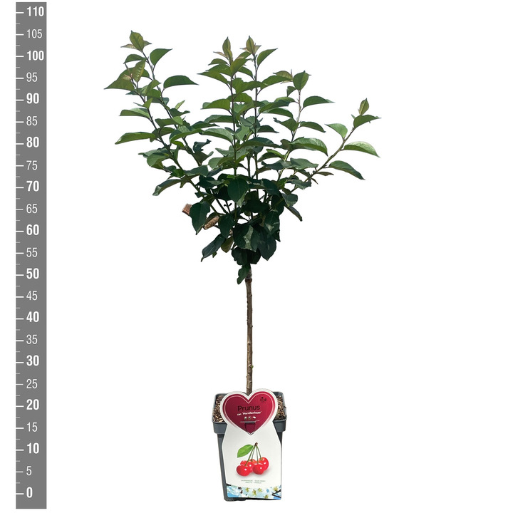 Trešnė (Lot Prunus a.) 'Morellenfeuer' C5/P23 BUSH