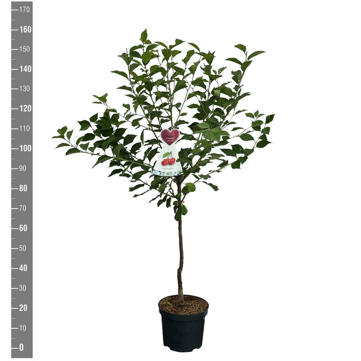 Trešnė (Lot Prunus a.) 'Morellenfeuer' C7,5/P26 BUSH