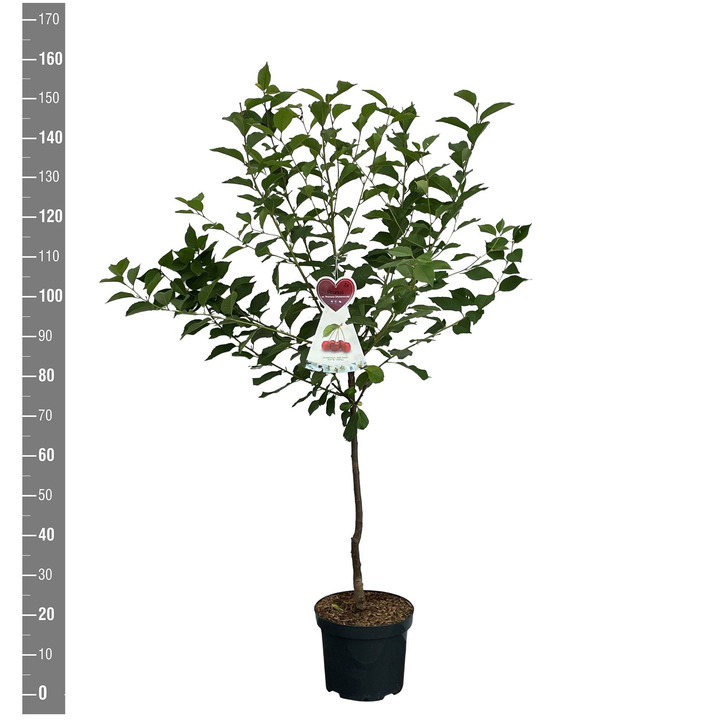 Trešnė (Lot Prunus a.) 'Regina' C7,5/P26 BUSH