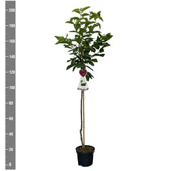 Trešnė (Lot Prunus a.) 'Regina'  C7,5/P26 STIEBAS 120 CM - nuotrauka 2