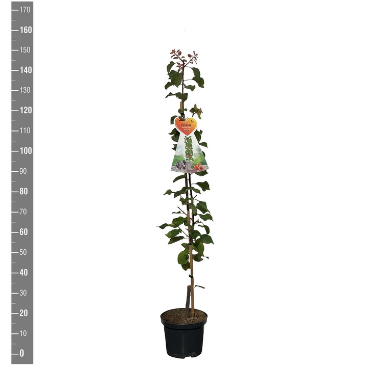Trešnė (Lot Prunus a.) 'Somo' C5/P23 COLUMN