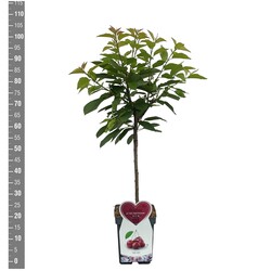 Trešnė (Lot Prunus a.) 'Schneid. Spate Knorpel.' C5/P23 BUSH - nuotrauka 2