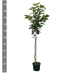 Trešnė (Lot Prunus a.) 'Schneid. Spate Knorpel.'  C7,5/P26 STIEBAS 120 CM - nuotrauka 2