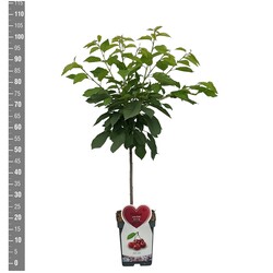 Trešnė (Lot Prunus a.) 'Stella' C5/P23 BUSH - nuotrauka 2