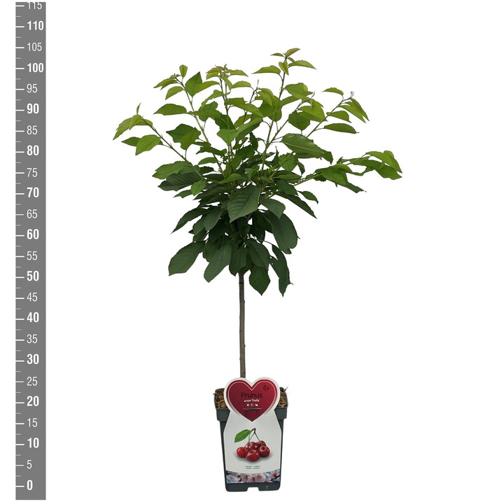 Trešnė (Lot Prunus a.) 'Stella' C5/P23 BUSH