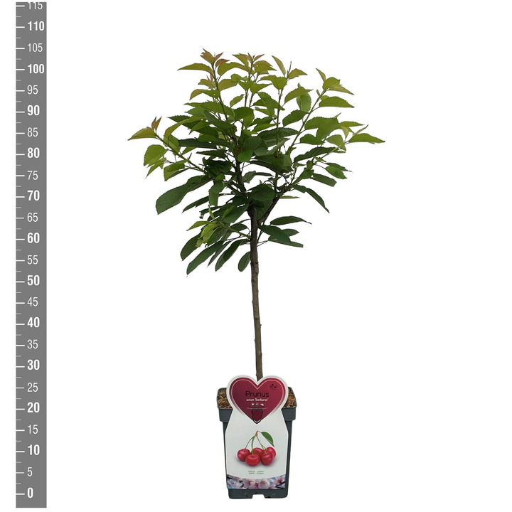 Trešnė (Lot Prunus a.) 'Sunburst' C5/P23 BUSH