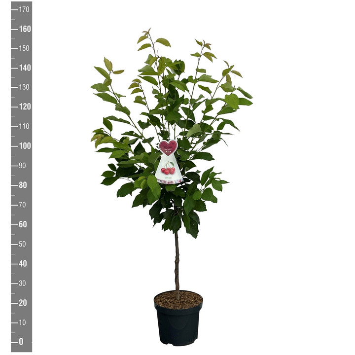Trešnė (Lot Prunus a.) 'Sunburst' C7,5/P26 BUSH