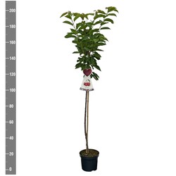 Trešnė (Lot Prunus a.) 'Sunburst'  C7,5/P26 STIEBAS 120 CM - nuotrauka 2
