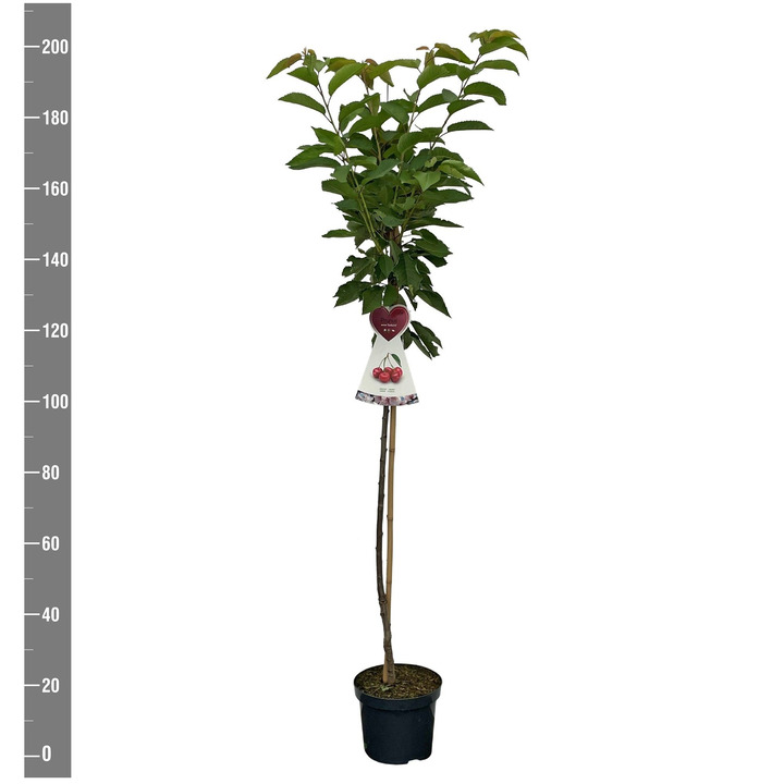 Trešnė (Lot Prunus a.) 'Sunburst'  C7,5/P26 STIEBAS 120 CM