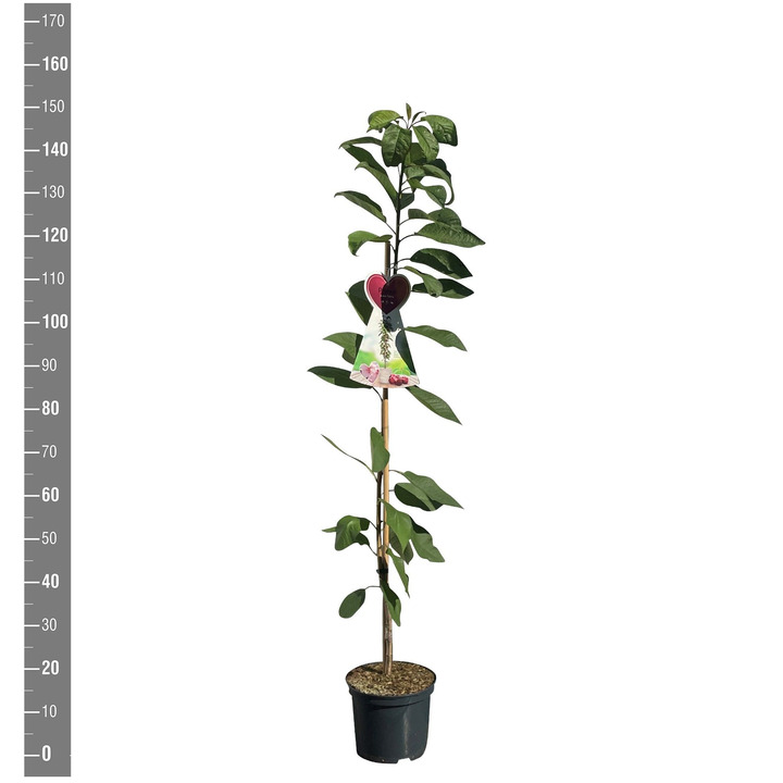 Trešnė (Lot Prunus a.) 'Sylvia' C5/P23 N | TREŠNĖS | VAISMEDŽIAI - VAISKRŪMIAI